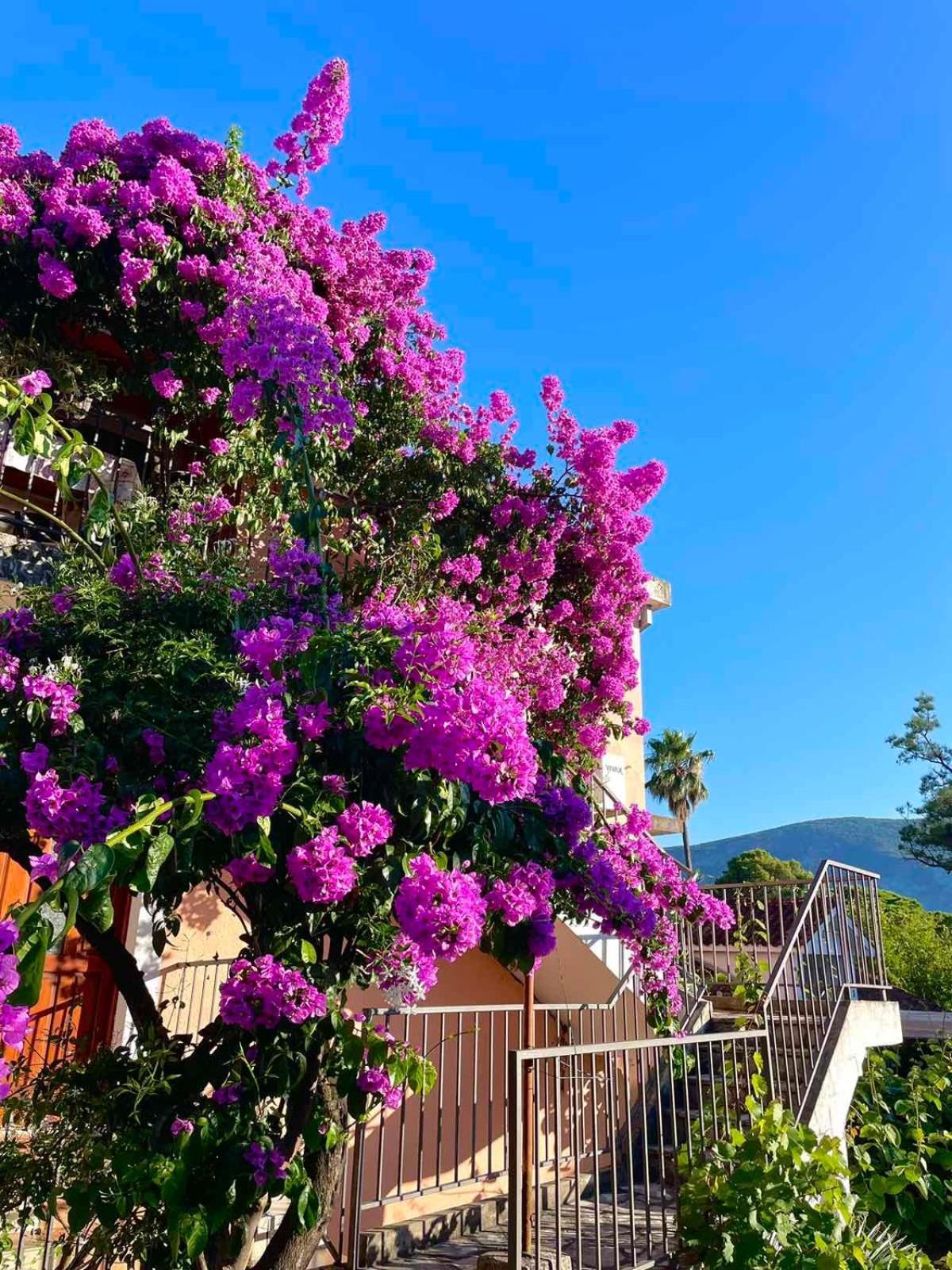 Casa Julia Lejlighed Herceg Novi Eksteriør billede